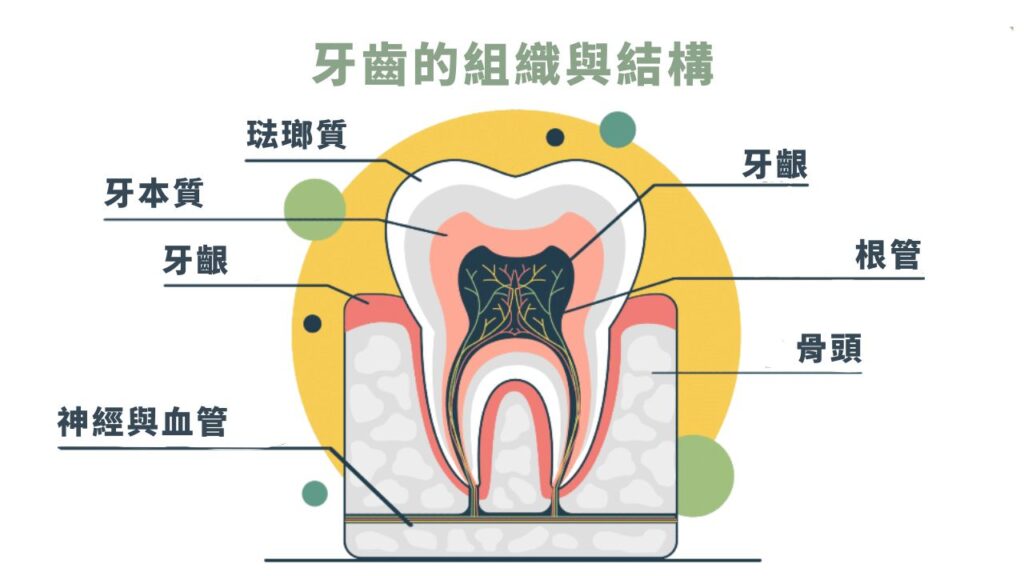 牙齒琺瑯質結構示意圖